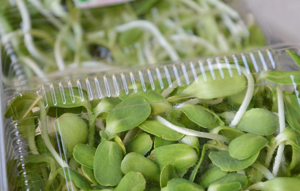 sunflower sprout packing in plastic tray for sale